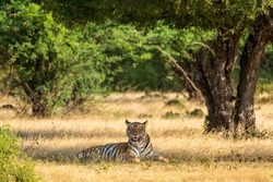 wild royal bengal tiger in natural green scenic landscape of ranthmbore national park or tiger reserve rajasthan india - panthera tigris tigris