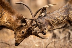 Two fully adult angry male Sambar deer in action fighting with their big long large antlers showing dominance at ranthambore national park or tiger reserve rajasthan india - Rusa unicolor