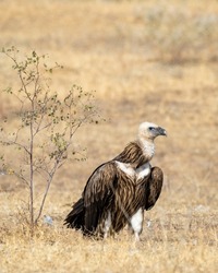 Himalayan griffon vulture or raptor during winter migration in india -  Gyps himalayensis