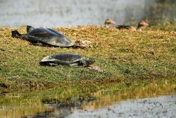 Indian softshell or Ganges softshell turtle pair on green grass a vulnerable species portrait basking sun in winter season of keoladeo national park or bharatpur rajasthan India - Nilssonia gangetica