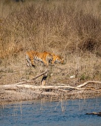serious territorial fight or action between two adult female wild tigers for territory near ramganga river water at dhikala zone of jim corbett national park uttarakhand india - panthera tigris tigris