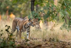 wild bengal female tiger or panthera tigris tigris on prowl in morning for territory marking in natural scenic background at bandhavgarh national park forest or tiger reserve madhya pradesh india asia