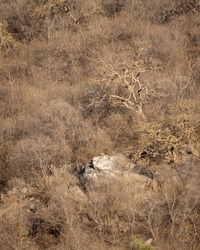 wild male leopard or panther or panthera pardus resting on big rock on hills or mountains landscape background in early summer season evening safari at jhalana leopard reserve jaipur rajasthan india