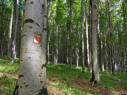 Follow the blazes to stay on the forest trails of Czechia