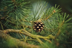 Branch of Pine Tree with needles and Pine Cone