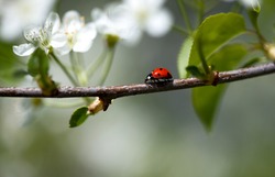 Ladybug crawling on Appletree with fresh blossoms in spring
