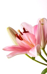 Pink Lilies isolated on white studio shot
