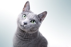 Portrait of a purebred Russian Blue Cat