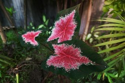 Image of a caladium plant leaves