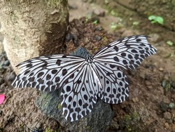 Idea leuconoe or paper butterfly has a large size with black and white contrasting colors.These insects fly with slow flapping wings, sometimes hovering without flapping.
