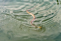 Grass Snake, ringed snake, water snake, Natrix natrix, Eurasian, non-venomous, colubrid snake, swimming in the water