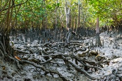Root network in Mangrove tress in the undergrowth exposed in the muddy Eroded Soil of Bangladesh Sundarbans