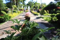 selective focus of ornamental plant flowers that are often found in city parks. and this is in the sri park tanjung city of Banyuwangi