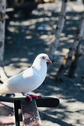 a white dove is perched on a tree. pigeons looking and resting