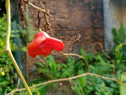 The bishop's crown, Christmas bell, or joker's hat, is a peppercorn, named for its unique, three-sided shape resembling a bishop's crown. blurred background