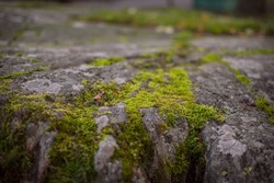Moss growing on rocks. Scandinavian moss on the rocks.
 Green bright moss growing on the stones.
