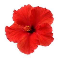 a red hibiscus flower isolated on white background