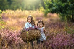 Beautiful girls with a bouquet of heather in a heather field. Beautiful sisters with a basket of heather are walking across the field and smiling. 