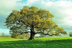 Old oak tree in a meadow.