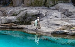 A picture of a Humboldt Penguin at the Kraków Zoo.