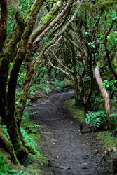 very green and humid enchanted forest trail, tunnel of trees. An