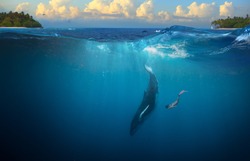 Humpback Whale underwater girl diving in tropical water background
