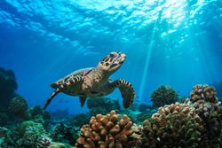 Beautiful Underwater Postcard. Maldivian Sea Turtle Floating Up And Over Coral reef. Loggerhead in wild nature habitat 