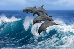 Four beautiful dolphins jumping over breaking waves. Hawaii Pacific Ocean wildlife scenery. Marine animals in natural habitat.