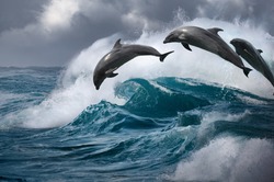 Dolphins jumping from ocean storming water. Sea waves with leaping marine animals