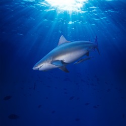 Deep blue ocean water surface dangerous bull-shark highlighting with sunrays looking for victim