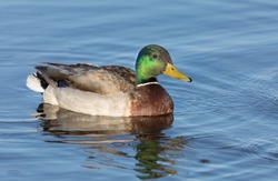 Mallard Duck Drake Swimming in a Pond