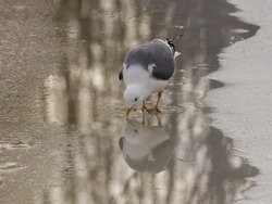 Common gull, mew gull, or sea mew drinking water