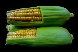 Sweet corn is horizontally aligned, sweet corn is a staple food
