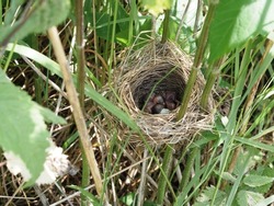 Nest of field bird with newborn chicks in tall dense grass