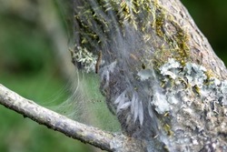 Trees covered in the protective silk webs of the ermine moth caterpillar.