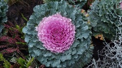 Daugavpils,Latvia 10-06-2022.Decorative cabbage in the autumn flowerbed. Green and lilac leaves with raindrops.