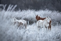 Great Siberian Horses In The Pasture,West Siberia, Altai Mountains.Herd Of Altai Free Grazing Adult Equines  Of Various Colors And A Foal In Autumn Morning Among The Grass In Snow-White Hoarfrost. 