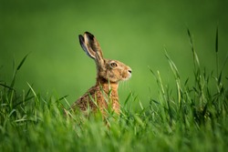 Wild european hare,covered with drops of dew, sitting in the green grass under the sun. Lonely wild brown hare sitting on the green field of wheat. Czech wild hare on green background. Head of rabbit