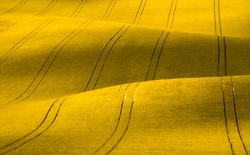Spring Wavy yellow rapeseed field with stripes and wavy abstract landscape pattern. Corduroy summer rural rape landscape.Yellow moravian undulating fields of crops.Yellow Background texture