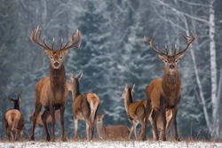 Twins. Winter Wildlife Landscape With Two Noble Deer (Cervus elaphus). Deer With Large Branched Horns On The Background Of Snow-Covered Birch Forest. Two Stag Close-Up, Artistic View. Two Trophy Deer
