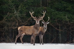 Father And Son:Two Generations Of Noble Deer Stag. Two Red Deer (Cervus Elaphus ) Stand Next The Winter Forest. Winter Wildlife Story With Deer And Spruce Forest. Two Stag Close-Up. Belarus Republic.