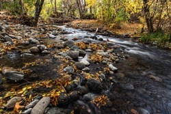 Forest landscape featuring Fall colors and a large creek running through it with colored leaves among the rocks in the water small rapids beautiful