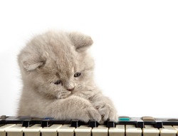 kitten and piano