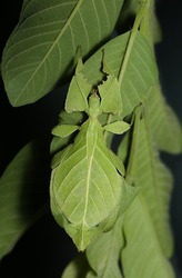 An adult female leaf insect, Crytophyllium sp. from Chiang Mai, Thailand hanging on Guava leafs