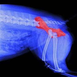 X-ray film of pelvis dog lateral view with red highlight on hip bone pain area or hip dysplasia- veterinary medicine and veterinary anatomy concept-blue tone color