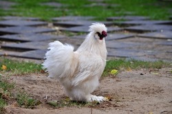 The white Silkie chicken rooster