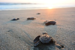 Baby turtles doing their first steps to the ocean. This is the beach of Playa Azul, in Lazaro Cardenas, Mexico