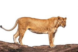 Side view of lioness against white background