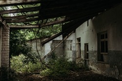 An old abandoned building on the territory of an abandoned pioneer camp, everything is overgrown with bushes , trees and pines