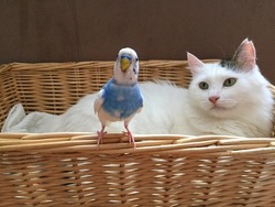 cat and bird, best friends